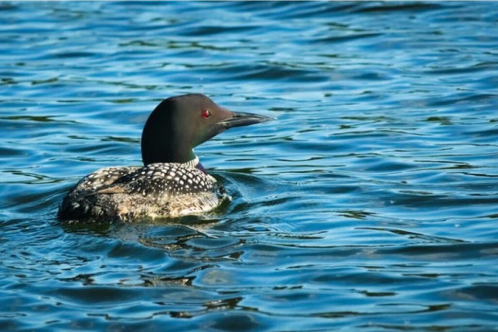 Loon on Lake Bemidji