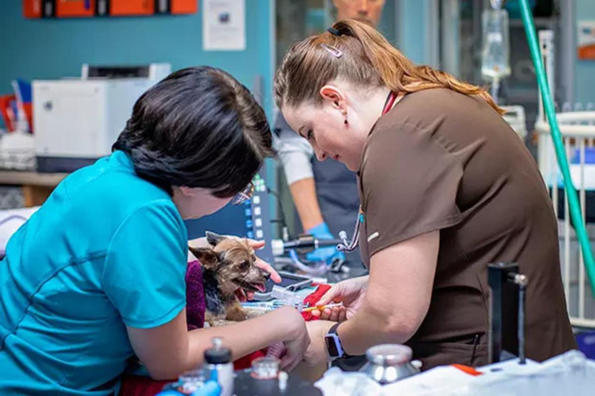 Veterinary Technicians/Nurses working with a patient