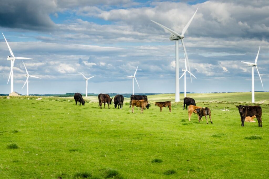 Cows grazing with wind turbines in the background