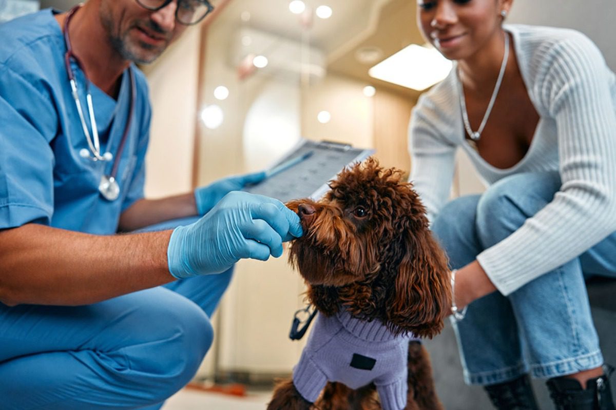 Veterinary Technicians
